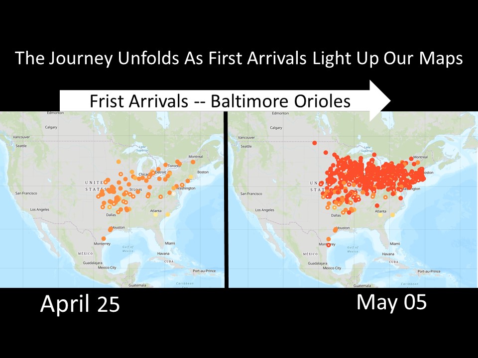05/06/2020 Baltimore Oriole Migration Map